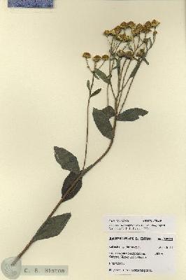 URN_catalog_HBHinton_herbarium_27923.jpg.jpg