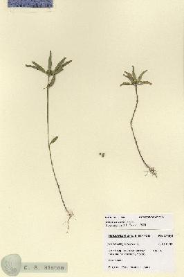 URN_catalog_HBHinton_herbarium_27908.jpg.jpg