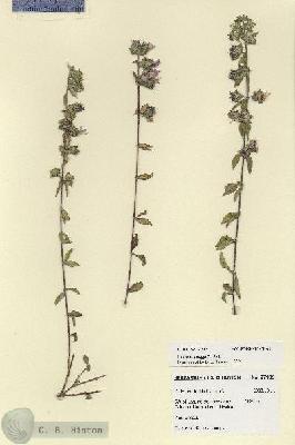 URN_catalog_HBHinton_herbarium_27909.jpg.jpg
