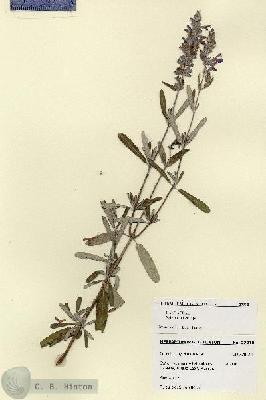 URN_catalog_HBHinton_herbarium_27910.jpg.jpg