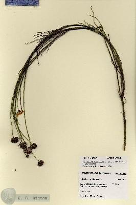 URN_catalog_HBHinton_herbarium_27947.jpg.jpg