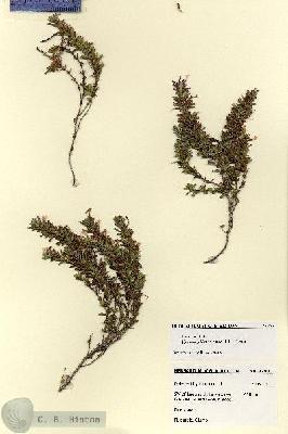 URN_catalog_HBHinton_herbarium_27933.jpg.jpg