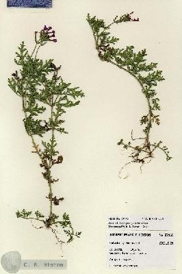 URN_catalog_HBHinton_herbarium_27959.jpg.jpg