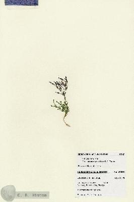URN_catalog_HBHinton_herbarium_27967.jpg.jpg
