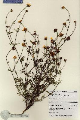 URN_catalog_HBHinton_herbarium_28013.jpg.jpg