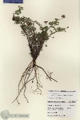 URN_catalog_HBHinton_herbarium_28015.jpg.jpg