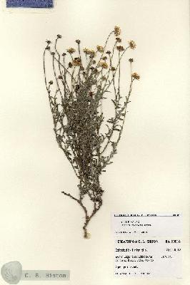 URN_catalog_HBHinton_herbarium_28016.jpg.jpg