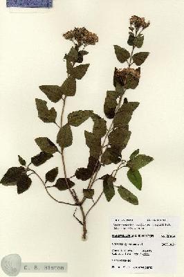 URN_catalog_HBHinton_herbarium_28054.jpg.jpg