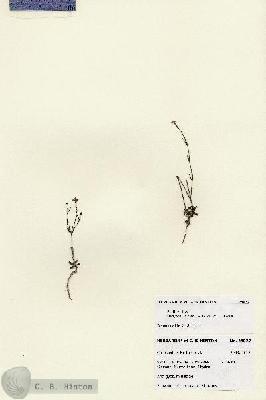 URN_catalog_HBHinton_herbarium_28027.jpg.jpg