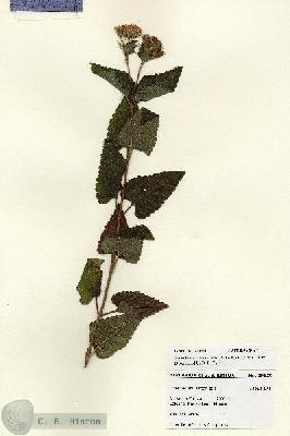 URN_catalog_HBHinton_herbarium_28055.jpg.jpg