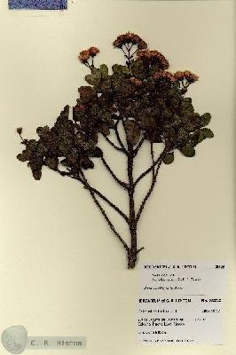 URN_catalog_HBHinton_herbarium_28035.jpg.jpg