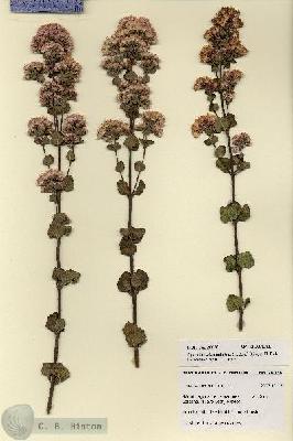 URN_catalog_HBHinton_herbarium_28038.jpg.jpg