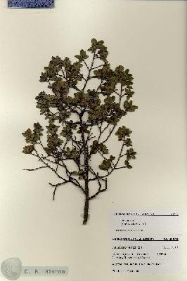URN_catalog_HBHinton_herbarium_28041.jpg.jpg