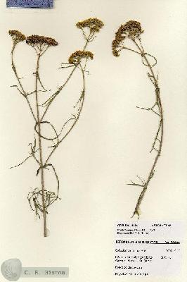 URN_catalog_HBHinton_herbarium_28044.jpg.jpg