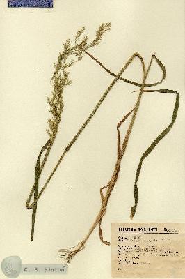 URN_catalog_HBHinton_herbarium_2806.jpg.jpg