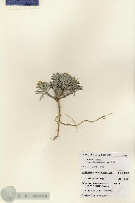 URN_catalog_HBHinton_herbarium_28047.jpg.jpg