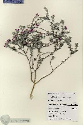 URN_catalog_HBHinton_herbarium_28224.jpg.jpg