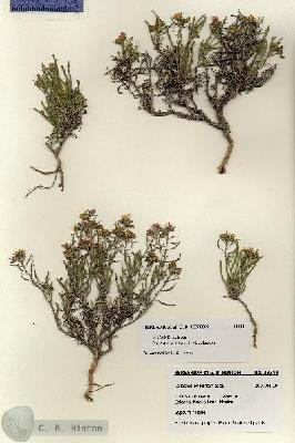 URN_catalog_HBHinton_herbarium_28244.jpg.jpg