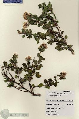 URN_catalog_HBHinton_herbarium_28225.jpg.jpg