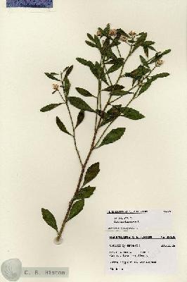 URN_catalog_HBHinton_herbarium_28228.jpg.jpg