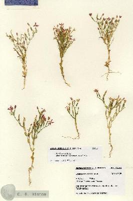 URN_catalog_HBHinton_herbarium_28255.jpg.jpg