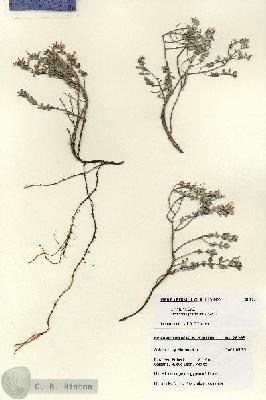 URN_catalog_HBHinton_herbarium_28263.jpg.jpg