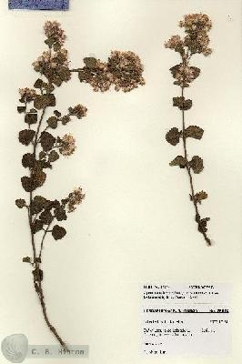 URN_catalog_HBHinton_herbarium_28074.jpg.jpg