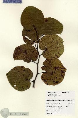 URN_catalog_HBHinton_herbarium_28078.jpg.jpg