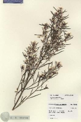 URN_catalog_HBHinton_herbarium_28105.jpg.jpg