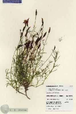 URN_catalog_HBHinton_herbarium_28079.jpg.jpg