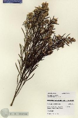 URN_catalog_HBHinton_herbarium_28106.jpg.jpg