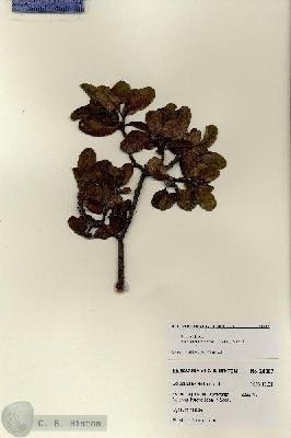 URN_catalog_HBHinton_herbarium_28087.jpg.jpg