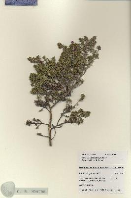URN_catalog_HBHinton_herbarium_28094.jpg.jpg