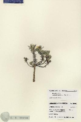URN_catalog_HBHinton_herbarium_28096.jpg.jpg