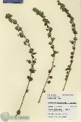 URN_catalog_HBHinton_herbarium_28111.jpg.jpg
