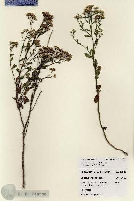 URN_catalog_HBHinton_herbarium_28100.jpg.jpg