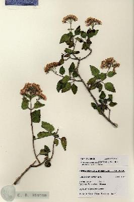 URN_catalog_HBHinton_herbarium_28130.jpg.jpg