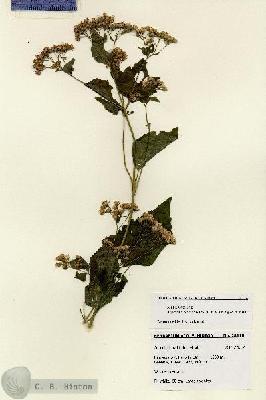 URN_catalog_HBHinton_herbarium_28118.jpg.jpg