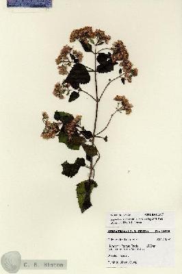 URN_catalog_HBHinton_herbarium_28120.jpg.jpg