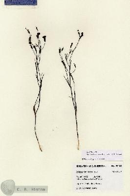 URN_catalog_HBHinton_herbarium_28135.jpg.jpg