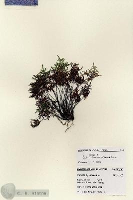 URN_catalog_HBHinton_herbarium_28136.jpg.jpg