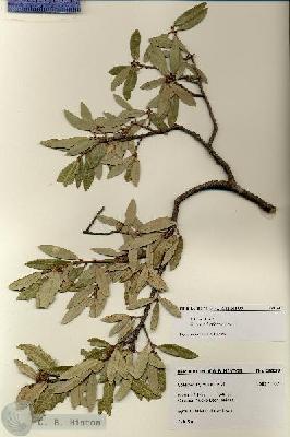 URN_catalog_HBHinton_herbarium_28139.jpg.jpg