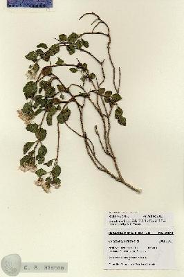 URN_catalog_HBHinton_herbarium_28143.jpg.jpg