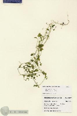 URN_catalog_HBHinton_herbarium_28157.jpg.jpg