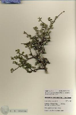 URN_catalog_HBHinton_herbarium_28144.jpg.jpg