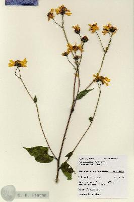 URN_catalog_HBHinton_herbarium_28154.jpg.jpg