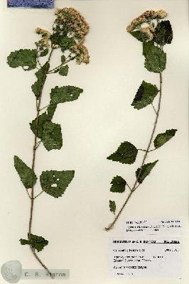 URN_catalog_HBHinton_herbarium_28155.jpg.jpg