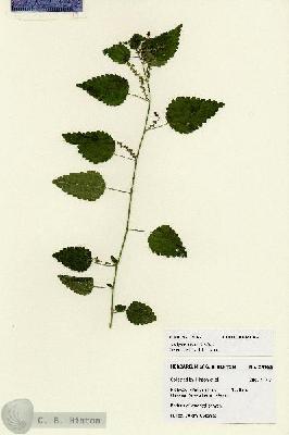 URN_catalog_HBHinton_herbarium_28163.jpg.jpg