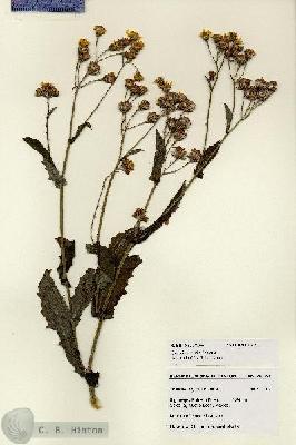 URN_catalog_HBHinton_herbarium_28166.jpg.jpg