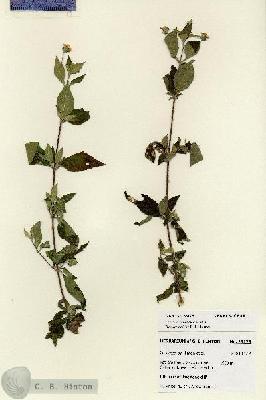 URN_catalog_HBHinton_herbarium_28175.jpg.jpg